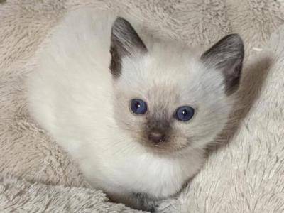 CeCe Siamese Blue Point Female - Siamese - Gallery Photo #1