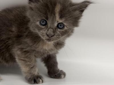 Lily - Maine Coon - Gallery Photo #1