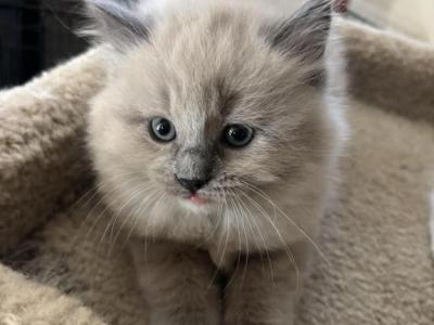 Blu - Ragdoll - Gallery Photo #1