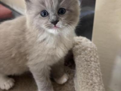 Bella - Ragdoll - Gallery Photo #1