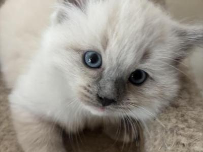 Luna - Ragdoll - Gallery Photo #1