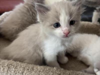 Mochi - Ragdoll - Gallery Photo #1