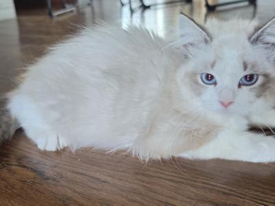 TICA REGISTERED Lily  Ragdoll - Ragdoll - Gallery Photo #1