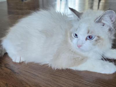 Female Ragdoll Registration Available - Ragdoll - Gallery Photo #1