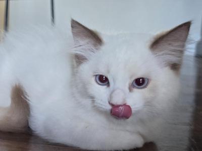 Bicolor Female Ragdoll Registration Available - Ragdoll - Gallery Photo #1