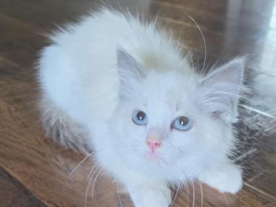 Snowflake Bicolor Female - Ragdoll - Gallery Photo #1