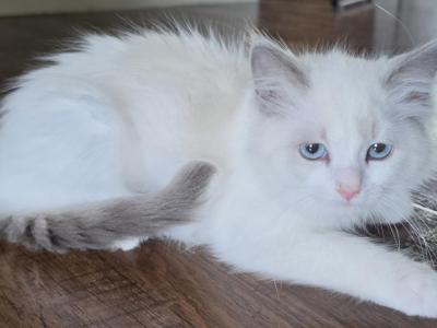 Snowball Female Ragdoll - Ragdoll - Gallery Photo #1