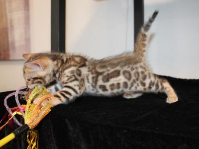 Kai - Bengal - Gallery Photo #1