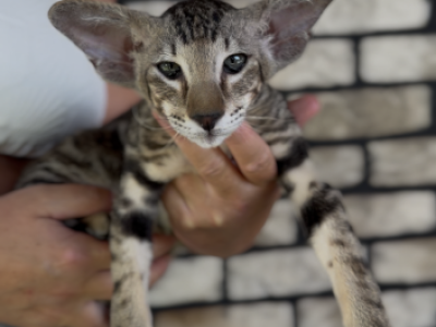Ragnor Marbleficent Orientalcateu - Peterbald - Gallery Photo #1
