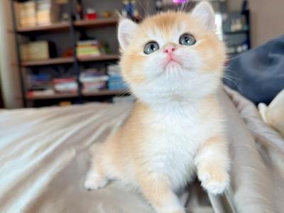 Teddy - British Shorthair - Gallery Photo #1