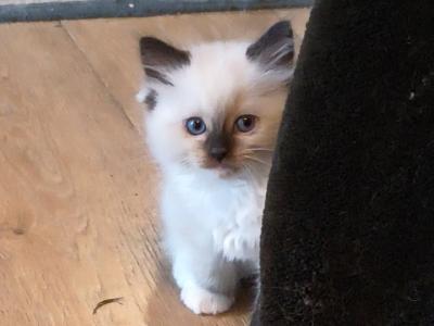 Athena's Litter - Ragdoll - Gallery Photo #1