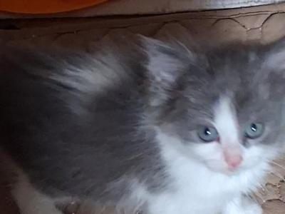 RAGAMUFFIN GRAY - Ragamuffin - Gallery Photo #1