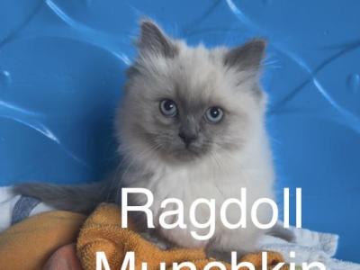 Matys Spring Litter - Munchkin - Gallery Photo #1