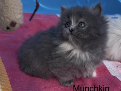 Matys Spring Litter - Munchkin - Gallery Photo #1