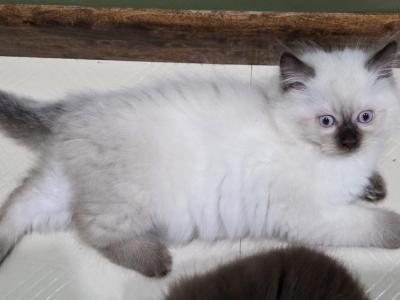 Persian Ragdoll - Persian - Gallery Photo #1