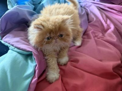 Red And White Female - Persian - Gallery Photo #1