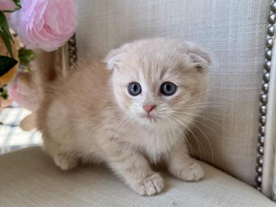 Scottish Fold Cream Male - Scottish Fold - Gallery Photo #1