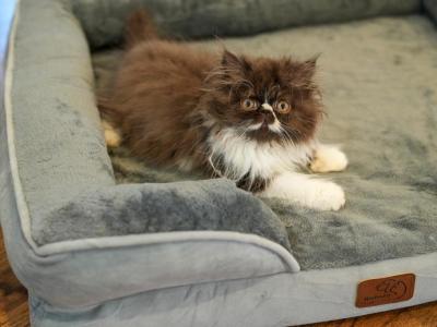 Cyrus Chocolate Color Persian CFA - Persian - Gallery Photo #1