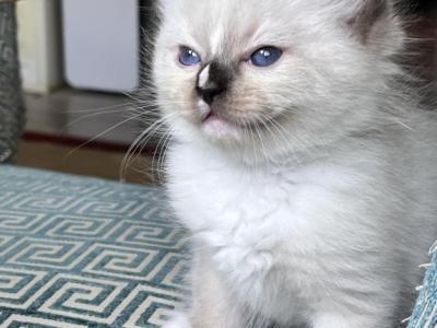 RESERVED BLAZE Jones - Ragdoll - Gallery Photo #1