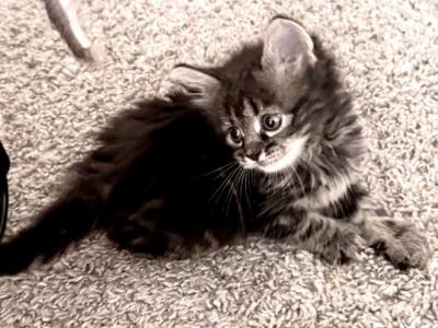 Gee - Maine Coon - Gallery Photo #1