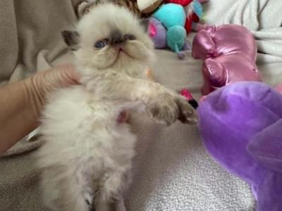 Baby Girl - Persian - Gallery Photo #1