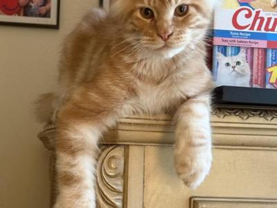 Phoenix - Maine Coon - Gallery Photo #1