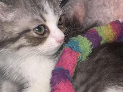 LEO - Persian - Gallery Photo #1