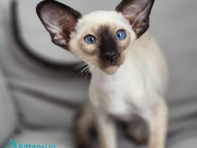 Hazel Nut - Siamese - Gallery Photo #1