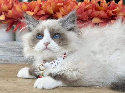 Siberian Kitten - Siberian - Gallery Photo #1