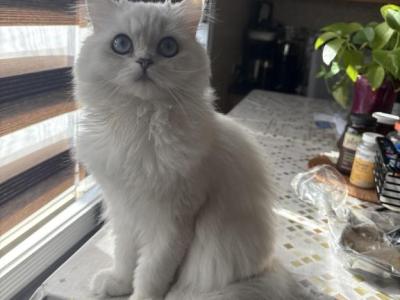 Laila - Munchkin - Gallery Photo #1