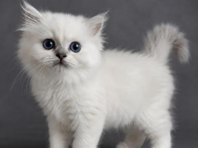 Kit - Persian - Gallery Photo #1