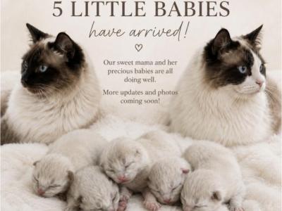 Snows Ragdolls - Ragdoll - Gallery Photo #1
