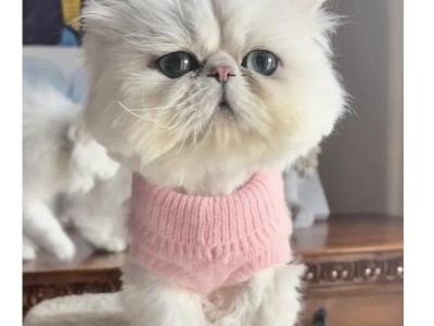 Posh - Persian - Gallery Photo #1
