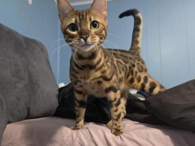 Simba - Bengal - Gallery Photo #1
