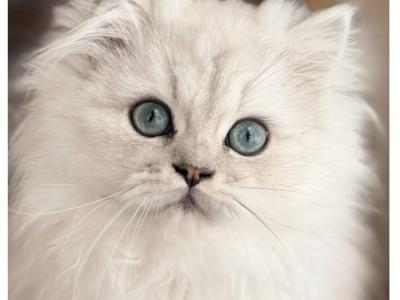 Andi - Persian - Gallery Photo #1