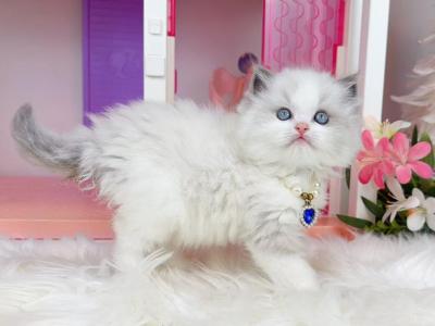 R131 - Ragdoll - Gallery Photo #1