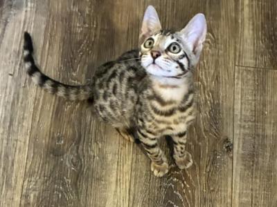Frank - Bengal - Gallery Photo #1