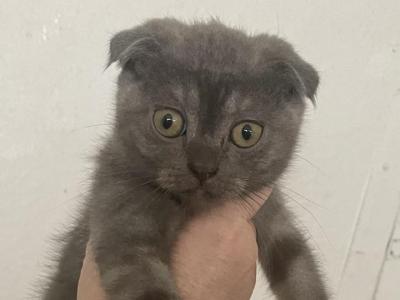 Lord - Scottish Fold - Gallery Photo #1