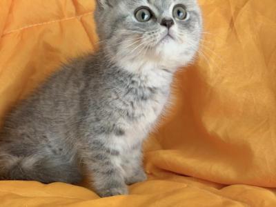 Moonlight - British Shorthair - Gallery Photo #1