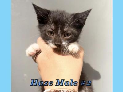 Half Siamese Male Kittens - Domestic - Gallery Photo #1