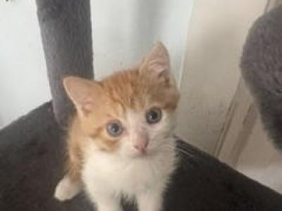 Teddy - Munchkin - Gallery Photo #1