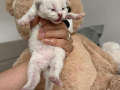 Brooklyn Himalayan Cats - Himalayan - Gallery Photo #1