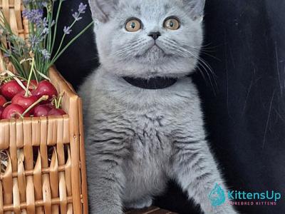 Rozina - British Shorthair - Gallery Photo #1