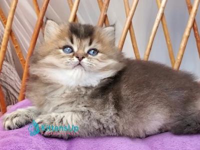 Zachar - British Shorthair - Gallery Photo #1