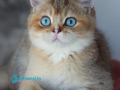 Clayton - British Shorthair - Gallery Photo #1
