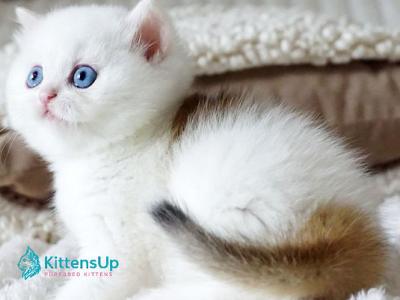 Indigo - British Shorthair - Gallery Photo #1