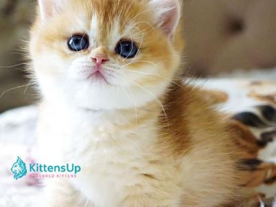 Iris - British Shorthair - Gallery Photo #1