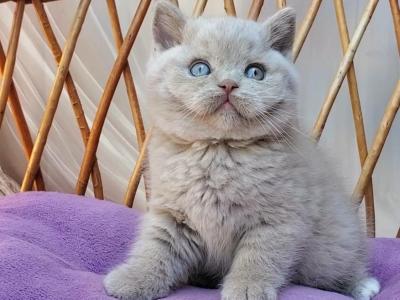 Xenon - British Shorthair - Gallery Photo #1