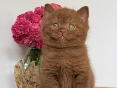 Finn - British Shorthair - Gallery Photo #1