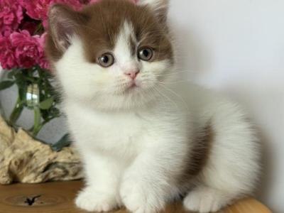 Ferris - British Shorthair - Gallery Photo #1